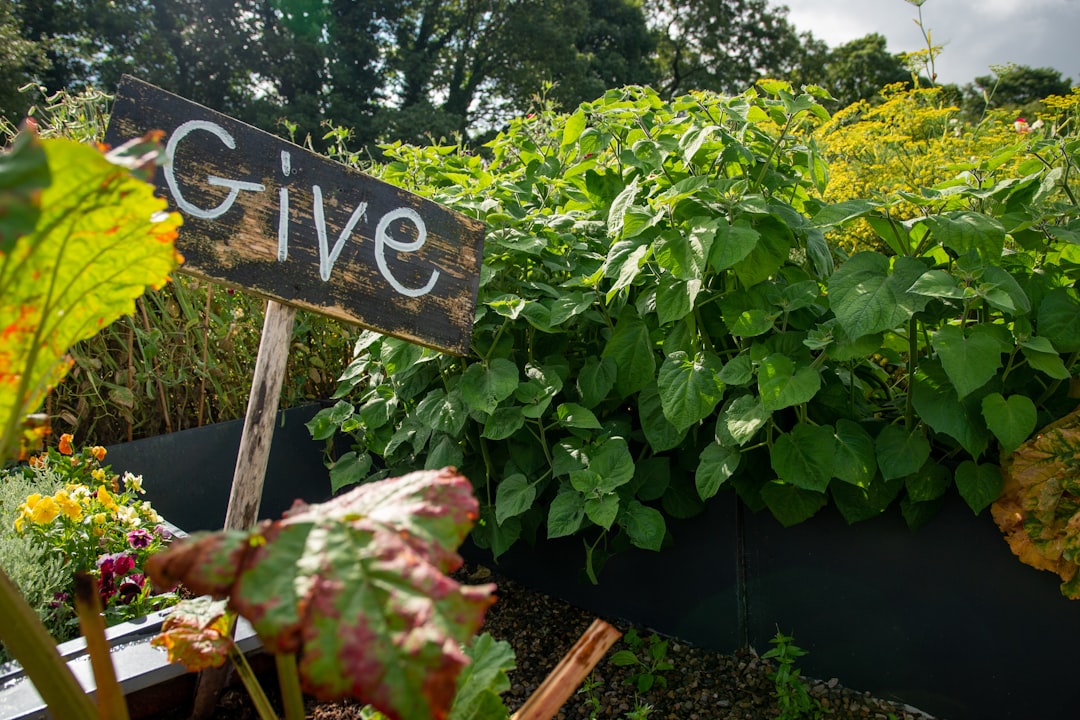 companion planting guide for raised beds cover image