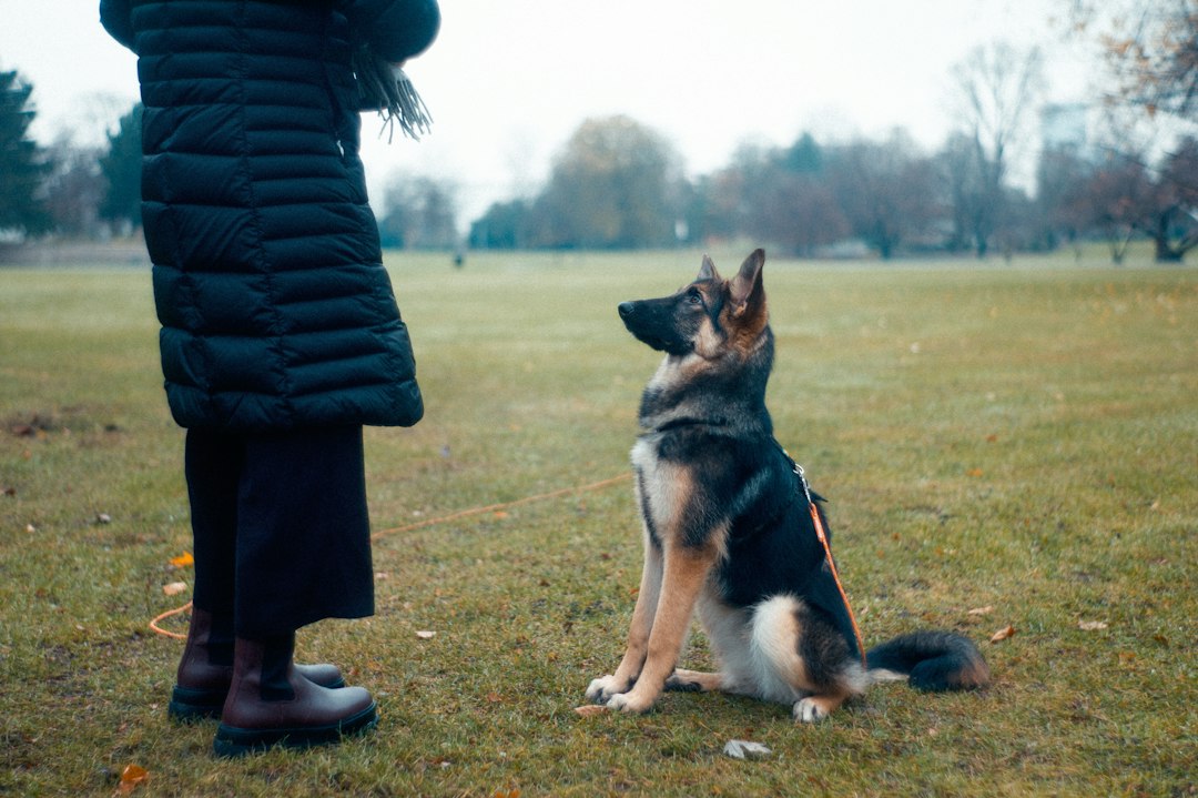 Cover illustration of positive reinforcement dog training with a clicker, treats, and a calm dog