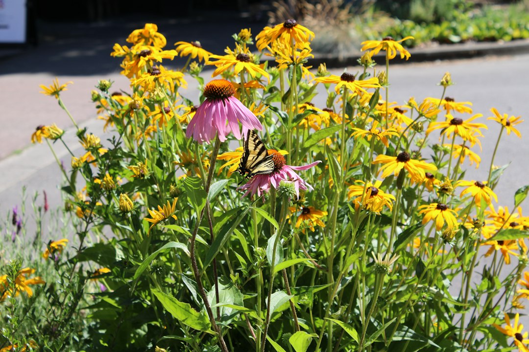 Sketch of a low-maintenance pollinator garden with native flowers, bees, and a simple path