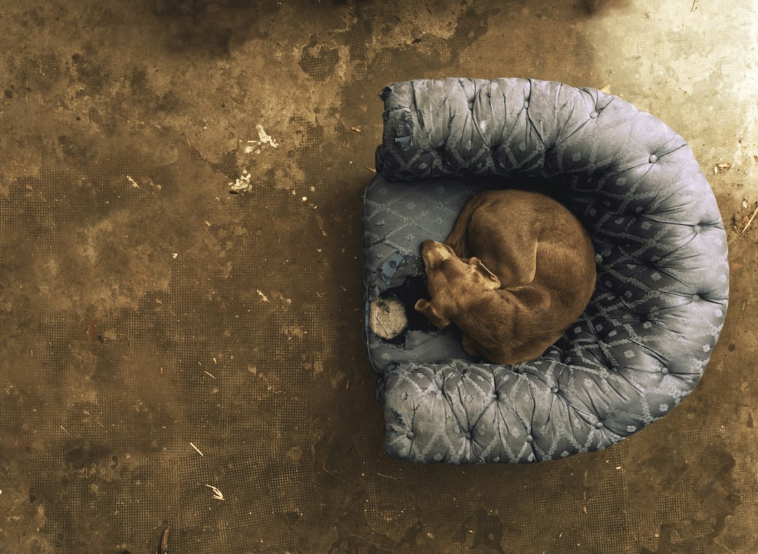 Cover illustration for first-time puppy checklist showing essential supplies neatly arranged on a floor